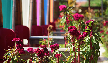 Flowers in bloom